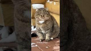  Столько пушистого СЧАСТЬЯ #barsik #catvideos #catlover #catcute