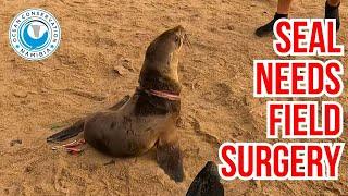 We Never Know What Awaits: Back-to-Back Seal Rescues