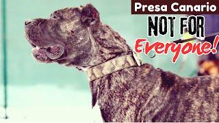 Why Presa Canarios Are Not for Everyone || A Powerful Breed