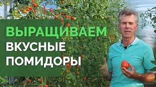 Как вырастить обильный урожай помидор? | Технология изобилия