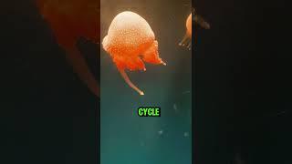 FACTS ABOUT JELLYFISH THAT YOU DIDN'T KNOW, SUBSCRIBE FOR MORE NATURE FACTS