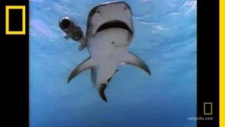 Shark Attack! | National Geographic