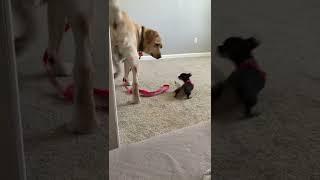 Baby Chihuahua Annoys Labrador!