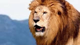 The Lion King, Mufasa death scene