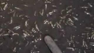 chickens manure worm