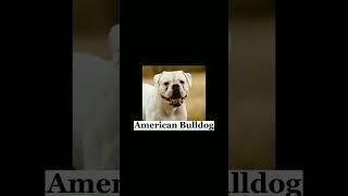 Dangerous Dog Breeds in The World #shorts