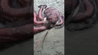 Giant octopus is about to be eaten by fiddler crabs and octopus is driven to the sea