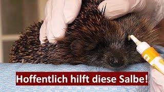 Wie geht es dem Igel mit dem entzündeten Klitschauge?  (12.07.2023)