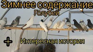 Зимнее содержание голубей.Поение,кормление!Winter maintenance of pigeons.Drinking,feeding!