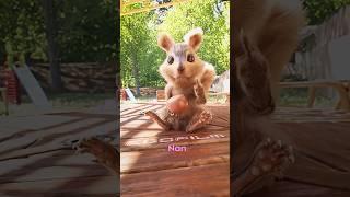 The best Squirrel ️ #egofilm