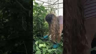 Работаю в помидорах на Кубани наш огород #garden #gardenlife #дача #огород #shorts