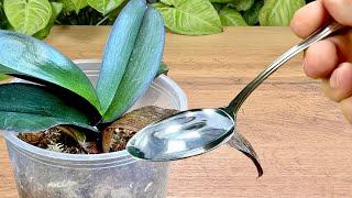 True Treasure for Your Plants! Just one spoonful, and even the weakest grow stronger!