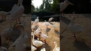SubhanaAllah ️ Viral Video #Viral#trending #Sheryar Official