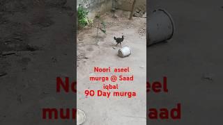 Cute small fight murga and beautiful noori aseel murga #shorts #viral #youtube #chicken #love #live