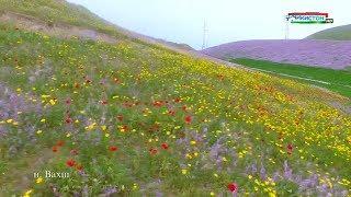 Тоҷикистон: Баҳорӣ ноҳияи Вахш / Nature of Tajikistan / Природа Таджикистана