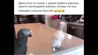 лысый попугай не унывает