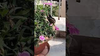 Beautiful song #love #mom#youtubeshorts #song