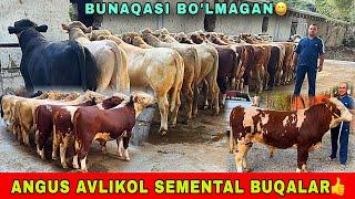 ANGUS SEMENTA AVLIKOL ️91-693-20-07 GEREFORT BUQALAR KELDI ZOYIRJONGA