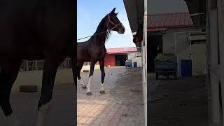 What is going on with this horse 397