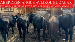 ABERDEEN ANGUS AVLIKOL BUQALARI SHUNCHALIKHAM ARZONLAB KETADIMISHOSHILING KAM BO’LADI BUNAQASI