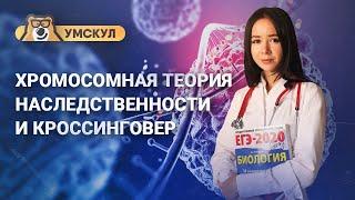 Хромосомная теория наследственности и кроссинговер | Биология ЕГЭ | Умскул