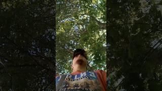 Высоцкий - песня о дружбе. А я гуляю по лесу #высоцкий #песня #бард #шансон #россия #прогулка