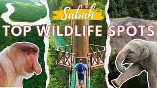 Kinabatangan River vs Danum Valley vs Tabin Wildlife Reserve | Sabah | Top Borneo Wildlife