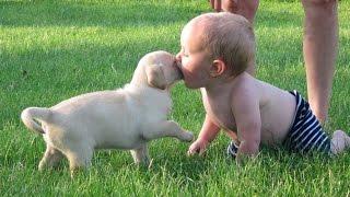 VERY FUNNY DOGS AND KIDS PLAY TOGETHER