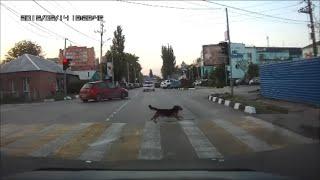 6*Животные-пешеходы,умные и дурные! / Law-abiding pedestrian