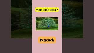 What is this called in English #LearnEnglish #EnglishVocabulary #EnglishWords #EnglishLesson #ESL