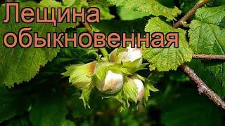 Лещина обыкновенная (corylus avellana)  обыкновенная лещина обзор: как сажать, саженцы лещины