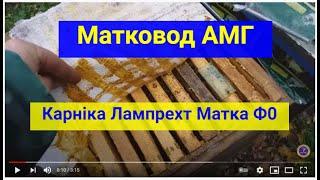 Матковод АМГ Карніка лампрехт австрійська лінія Матки Ф0 Карника, бордуновий острів, Карніководи