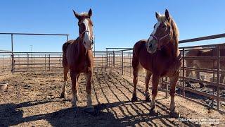 Bringing home three more rescued Belgian Draft horses and future plans of the Big Hoof Foundation