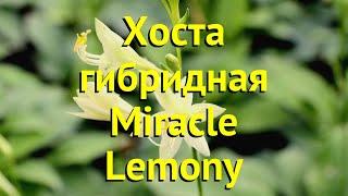 Хоста гибридная Миракл Лемони. Краткий обзор, описание характеристик hosta hybrida Miracle Lemony