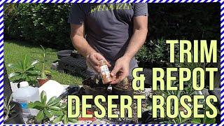 Saving Root Bound Desert Rose Plants - Trim & Repot