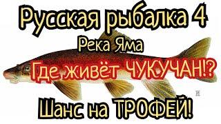 РР4. река Яма. Где клюет Чукучан!? Шанс на трофей есть всегда!