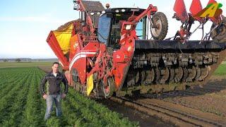 Möhren roden mit Rübenroder GRIMME Maxtron - Lebensmittel Landwirtschaft Möhrenernte carrot harvest