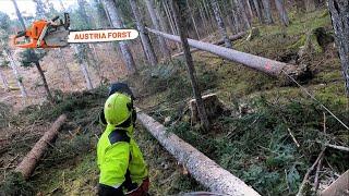 Wert Holz Fällung mit Schwierigkeiten