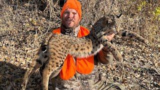 Opening day of Missouri trapping season bobcat sets with catch 2024-25 ep.8