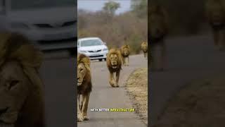 Self-Drive Safari 70% CHEAPER Than Kenya! #travel