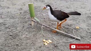 Jebakan Burung, Untuk Pelbagai Jenis Burung Yang Gemar Mencari Makan di Kawasan Permukaan Tanah.