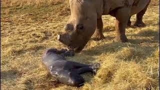 New calf born at Care for Wild Rhino Sanctuary