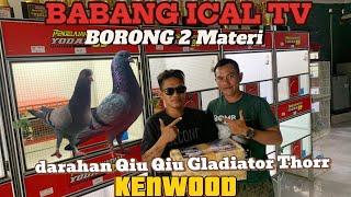 DARAHAN QIU QIU & GLADIATOR THOR KENWOODMATERI BABANG ICAL TV PAMAN