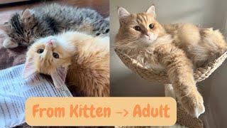 Siberian Kitten to Adult