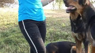 girl and dogs - dog jav Family #1