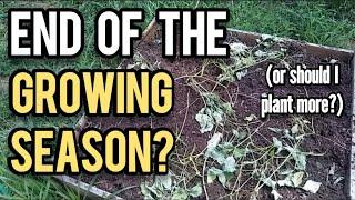 End of the Growing Season, or Should I Plant More? - Ann's Tiny Life and Homestead