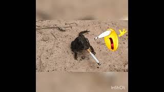 Top 5 frogs