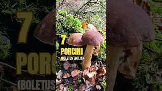 10 Wild Edible Mushrooms | Blissed Zone