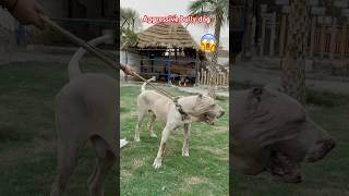 Aggressive bully dog Gabbar badmash |Pakistani bully dog |Samad pets vlog |sw pet house #bullydog
