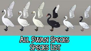 All Swan Species - Species List